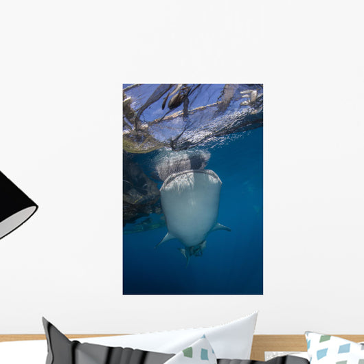 Whale Shark Swimming Jaw Wall Decal
