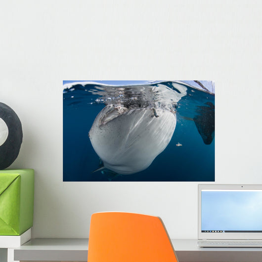Close-up Whale Shark Breaching Jaw Wall Decal