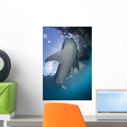 Whale Shark and Remora Wall Decal