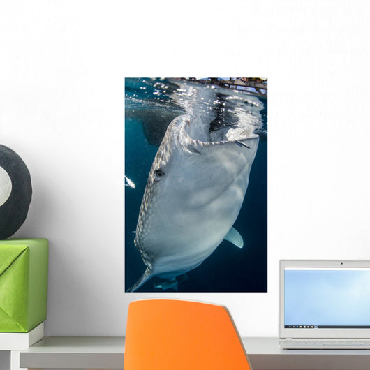 Large Whale Shark Coming Wall Decal