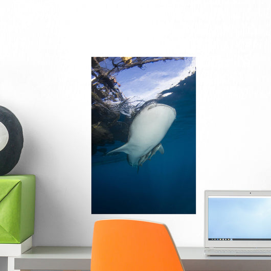 Whale Shark Swimming Vertical Wall Decal