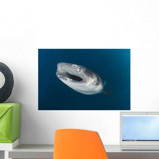 Whale Shark Coming up Wall Decal