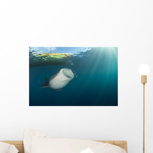 Whale Shark Coming up to Surface Wall Decal
