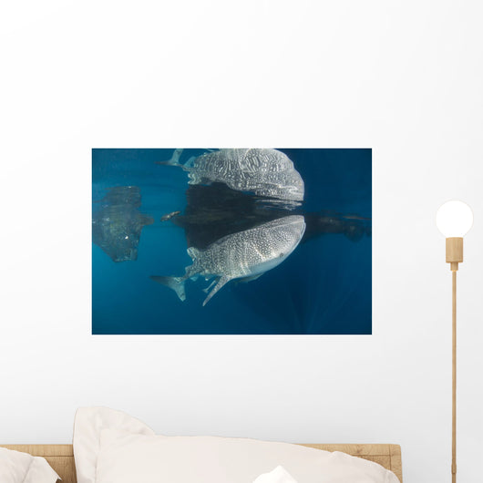 Whale Shark with Remora Wall Decal