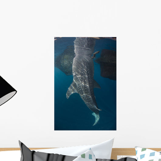 Whale Shark with Head Wall Decal