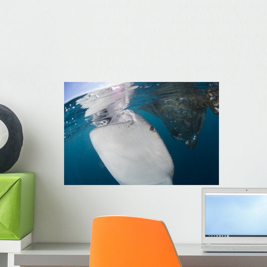 Close-up Whale Shark Breaching Left Wall Decal