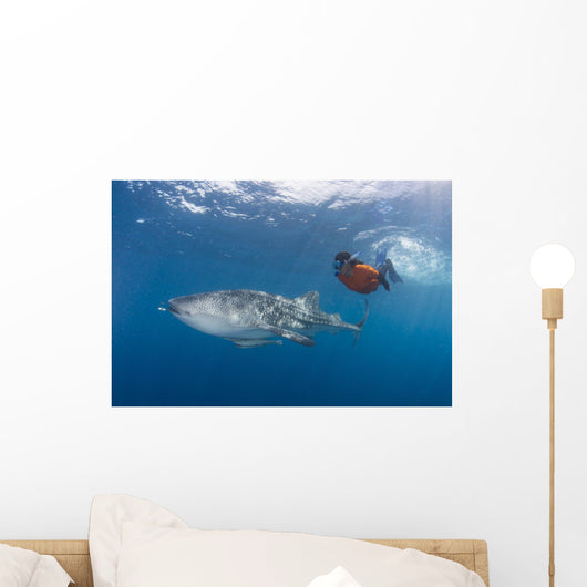 Snorkeler Swimming with Whale Wall Decal