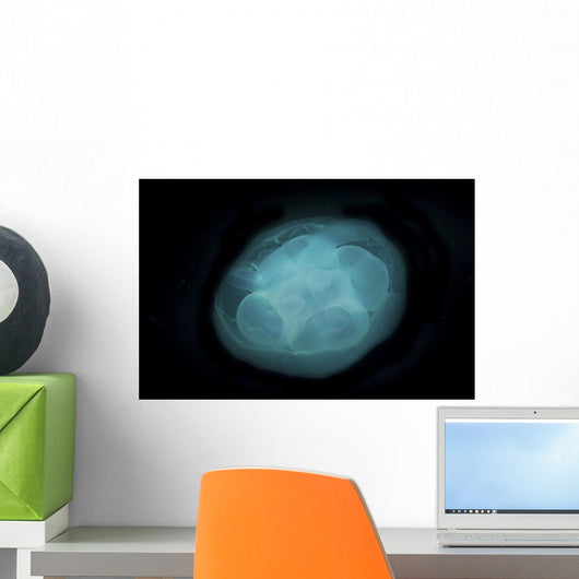 Bluish White Transluscent Jellyfish Wall Decal