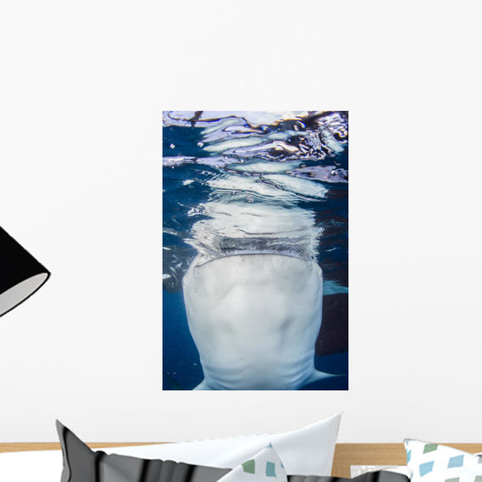 Whale Shark Breaching Surface Vertical Wall Decal