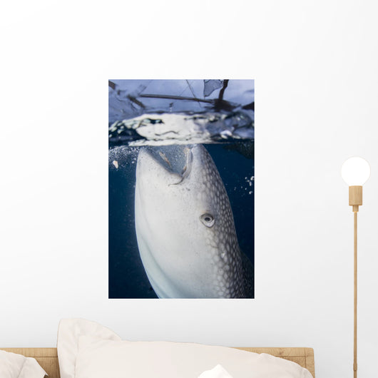 Close-up Whale Shark Breaching Vertical Wall Decal