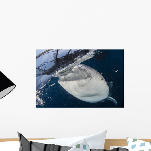 Close-up Whale Shark Breaching Wall Decal