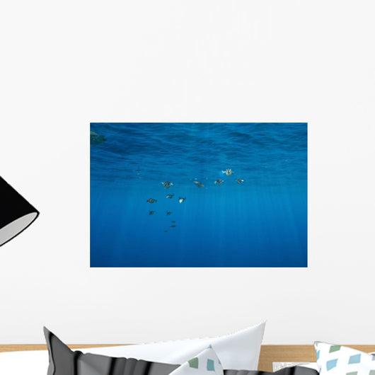 Group Bigfin Reef Squid Wall Decal