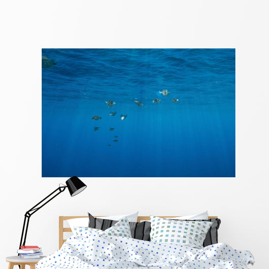 Group Bigfin Reef Squid Wall Decal