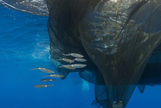 Group Squids Formation Wall Decal