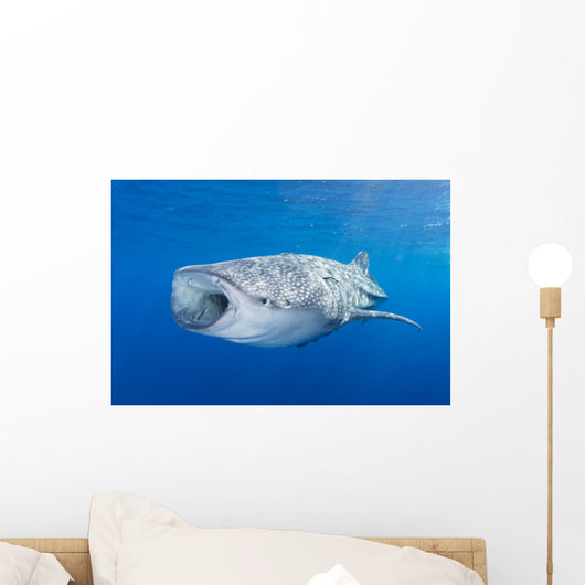 Whale Shark Descending Open Mouth Wall Decal