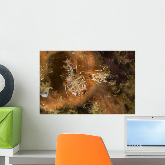 Pair Tiger Shrimp over Wall Decal