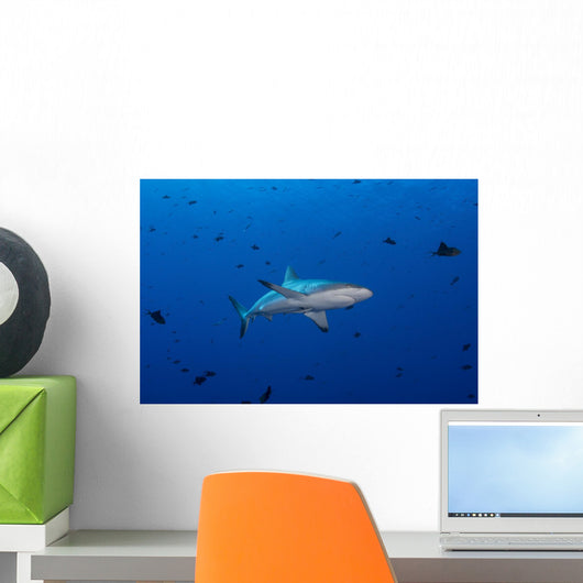 Grey Reef Shark Patrolling Wall Decal