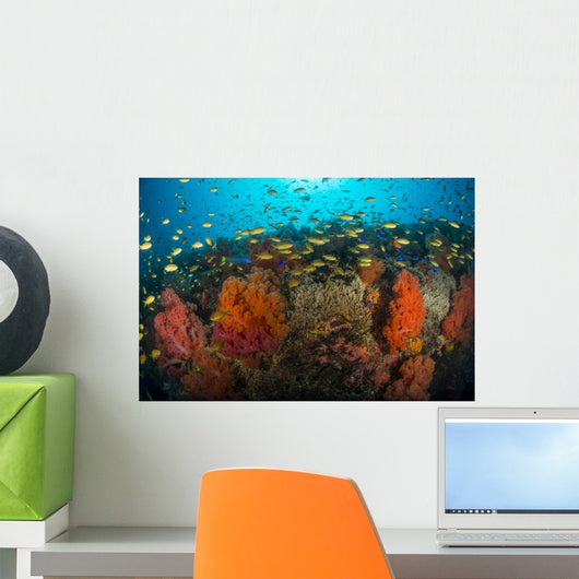 School Anthias Fish Swimming Yellow Wall Decal