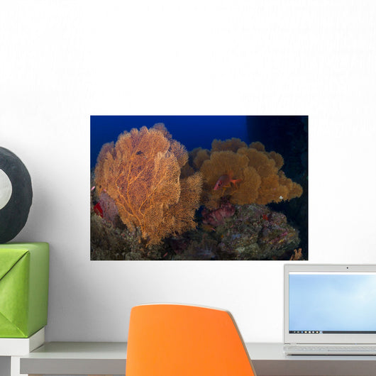 Red Sabre Squirrelfish Hiding Wall Decal