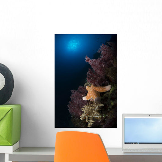 Orange Sea Star over Wall Decal