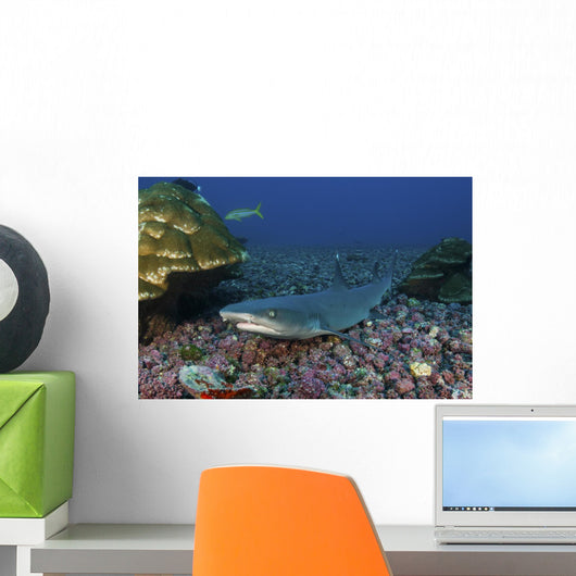 Resting Whitetip Reef Shark Wall Decal