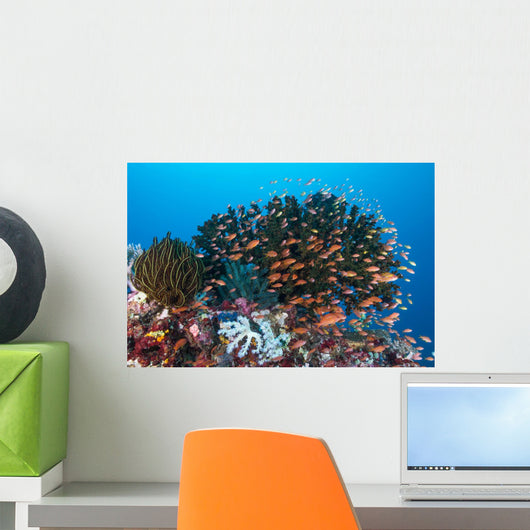 School Anthias Fish Swimming Wall Decal