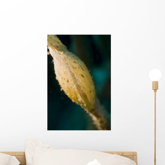 Sack Yellow Ghost Pipefish Wall Decal