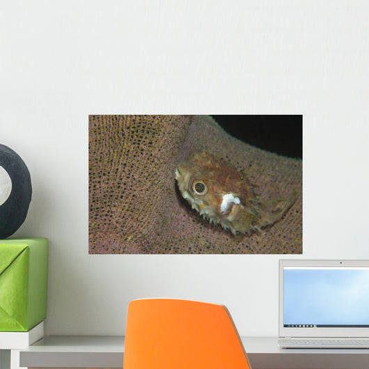 Juvenile Porcupinefish Swimming along Wall Decal
