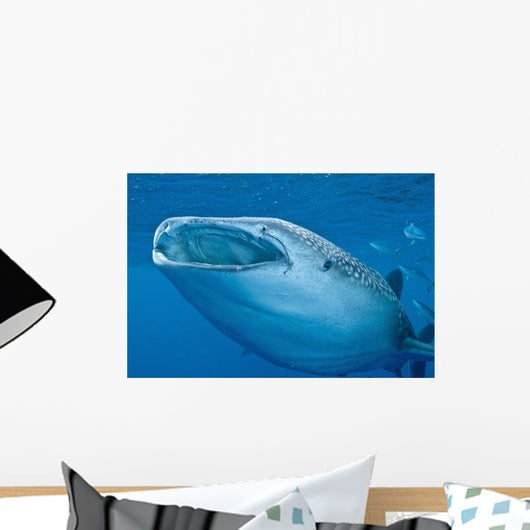 Close-up Whale Shark Swimming Wall Decal