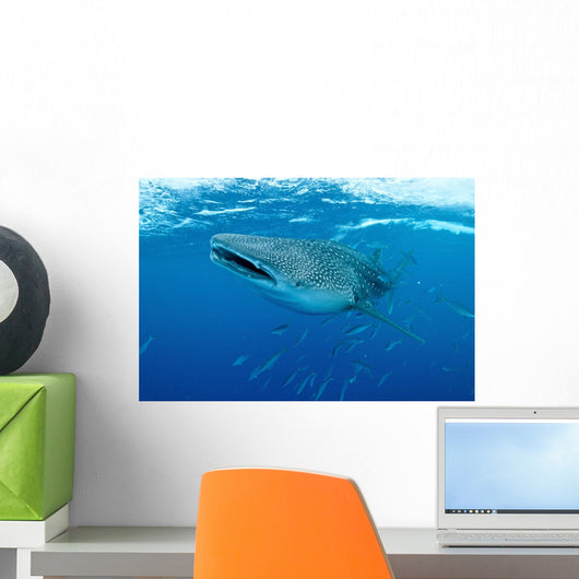 Whale Shark Swimming Wall Decal