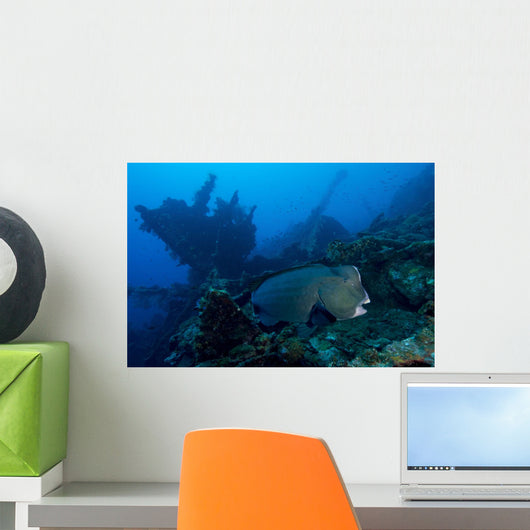 Bumphead Parrotfish Swimming Wall Decal
