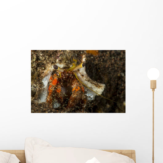 Red and Yellow Hairy Wall Decal