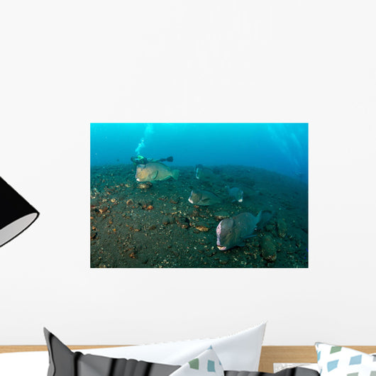 Several Bumphead Parrotfish Swimming with Diver Wall Decal