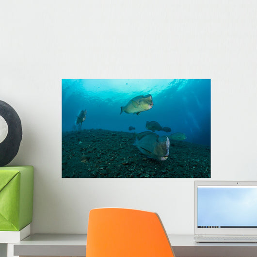 Several Bumphead Parrotfish Swimming Light Wall Decal