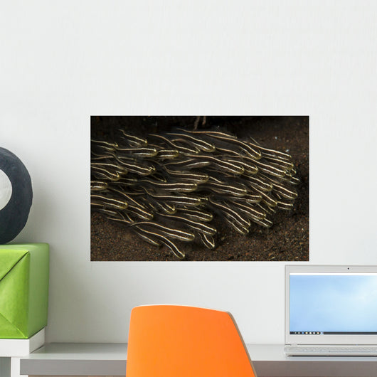 School Small Striped Catfish Wall Decal