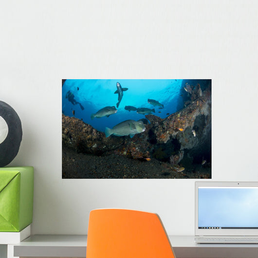 Several Bumphead Parrotfish Swimming Wall Decal