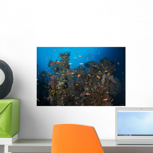 Schools Red Anthias over Wall Decal