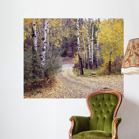 Birch Tree DriveFence & Road, Santa Fe, New Mexico 06 Wall Mural