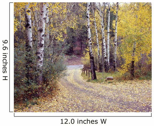 Birch Tree DriveFence & Road, Santa Fe, New Mexico 06 Wall Mural