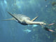 Kaiwhekea Plesiosaur Feeding Pair Wall Decal