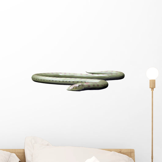 Phlegethontia Is Lepospondyl from Wall Decal