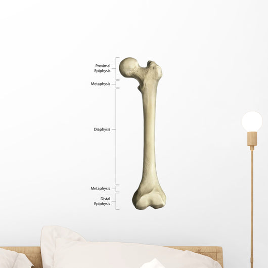 Gross Anatomy Long Bone Wall Decal