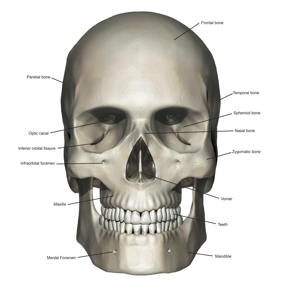Anterior Human Skull Anatomy Labeled Wall Decal WallMonkeys com Anterior Human Skull Anatomy Labeled Wall Decal WallMonkeys com