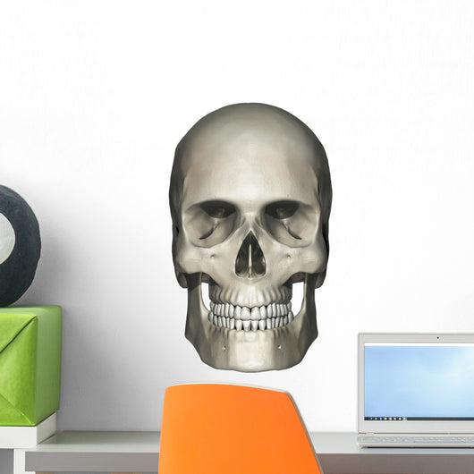 Anterior Human Skull Anatomy Wall Decal