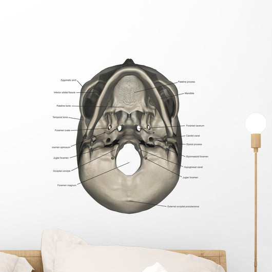 Inferior Human Skull Anatomy Labeled Wall Decal