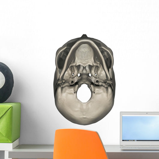 Inferior Human Skull Anatomy Wall Decal