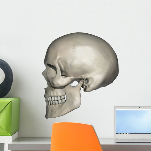 Lateral Human Skull Anatomy Wall Decal