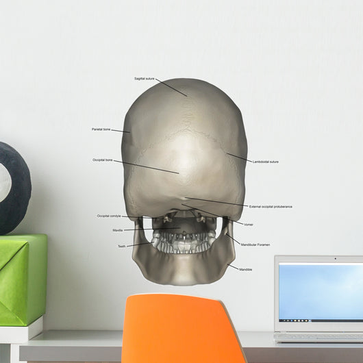 Posterior Human Skull Anatomy Labeled Wall Decal