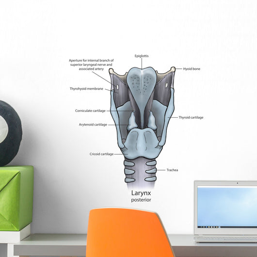 Posterior Larynx Anatomy with Wall Decal