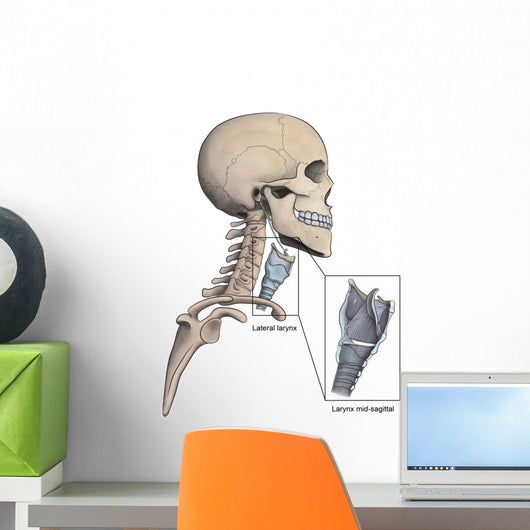 Lateral Larynx and Skeletal Wall Decal
